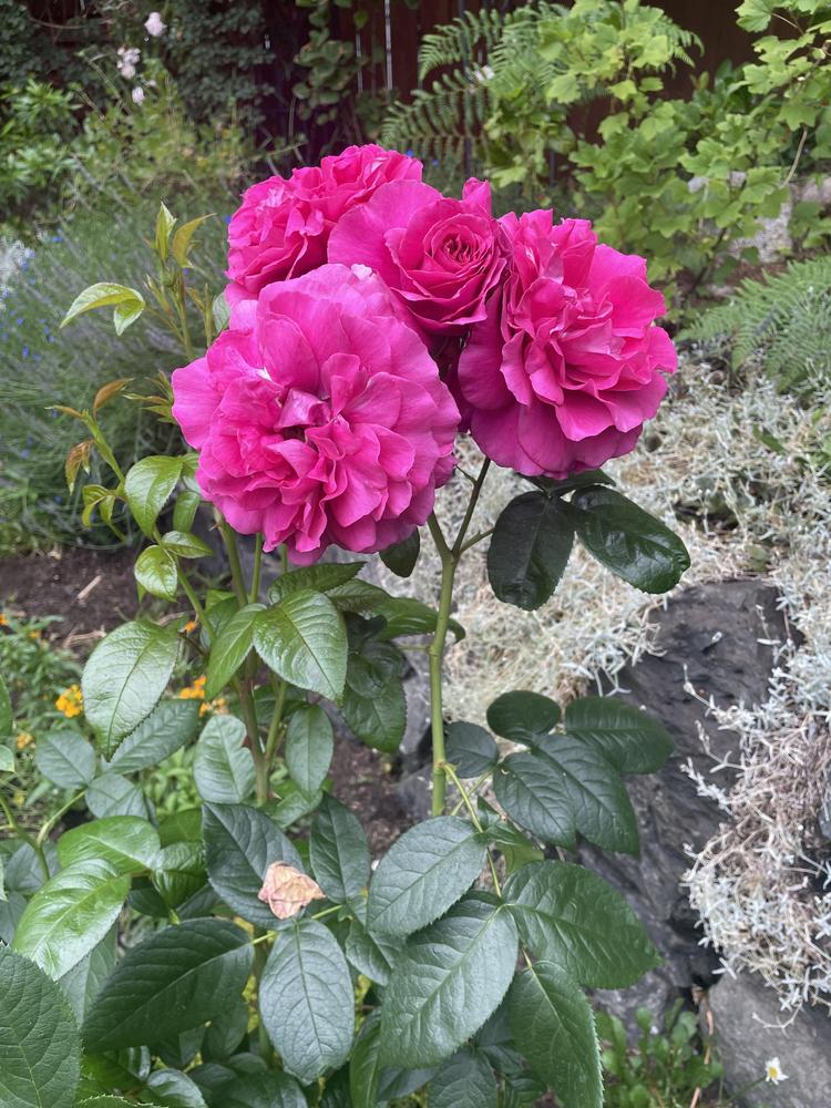 Photo of Rose (Rosa 'Pretty Lady Rose') uploaded by Newgreen