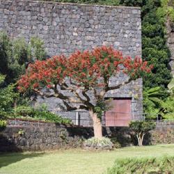 Location: Jardim do Grottes de Sao Vincente - Madeira
Date: 2023-04-17