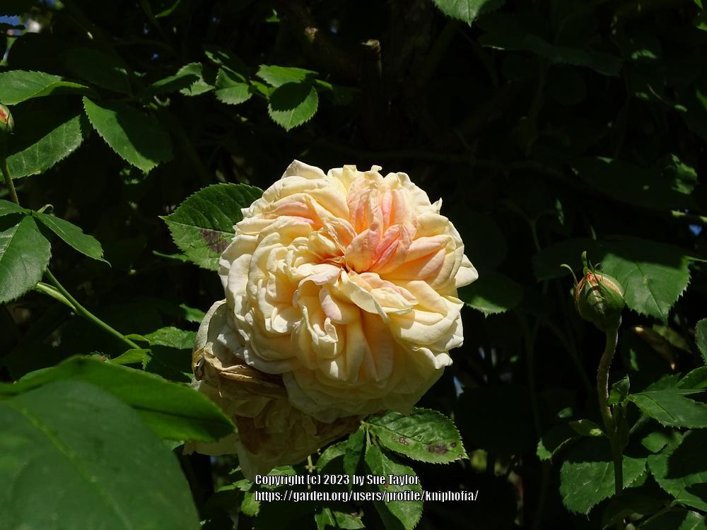 Photo of Rose (Rosa 'Alchymist') uploaded by kniphofia