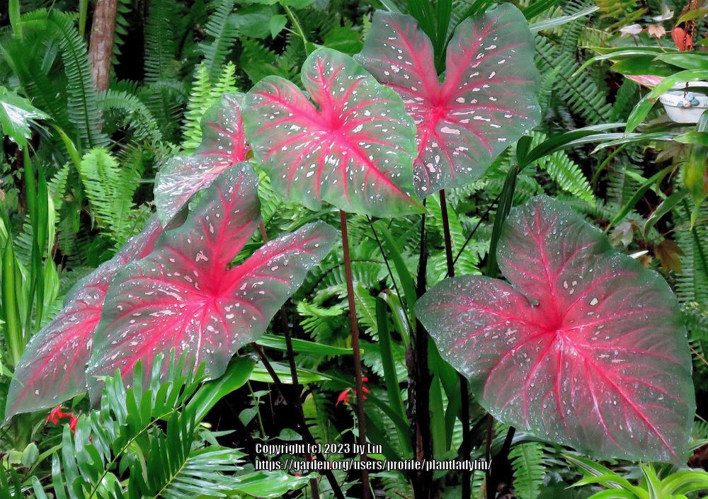 Photo of Fancy-leaf Caladium (Caladium 'Red Flash') uploaded by plantladylin