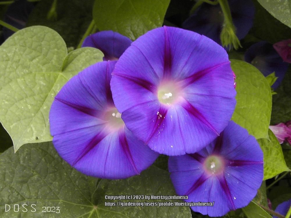Photo of Common Morning Glory (Ipomoea purpurea) uploaded by Huertayjardineria