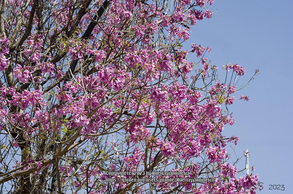 Photo of Pink Trumpet Tree (Handroanthus impetiginosum) uploaded by Huertayjardineria