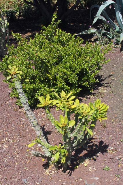 Photo of Hedge Euphorbia (Euphorbia neriifolia) uploaded by RuuddeBlock