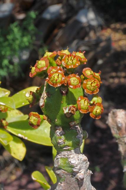 Photo of Hedge Euphorbia (Euphorbia neriifolia) uploaded by RuuddeBlock