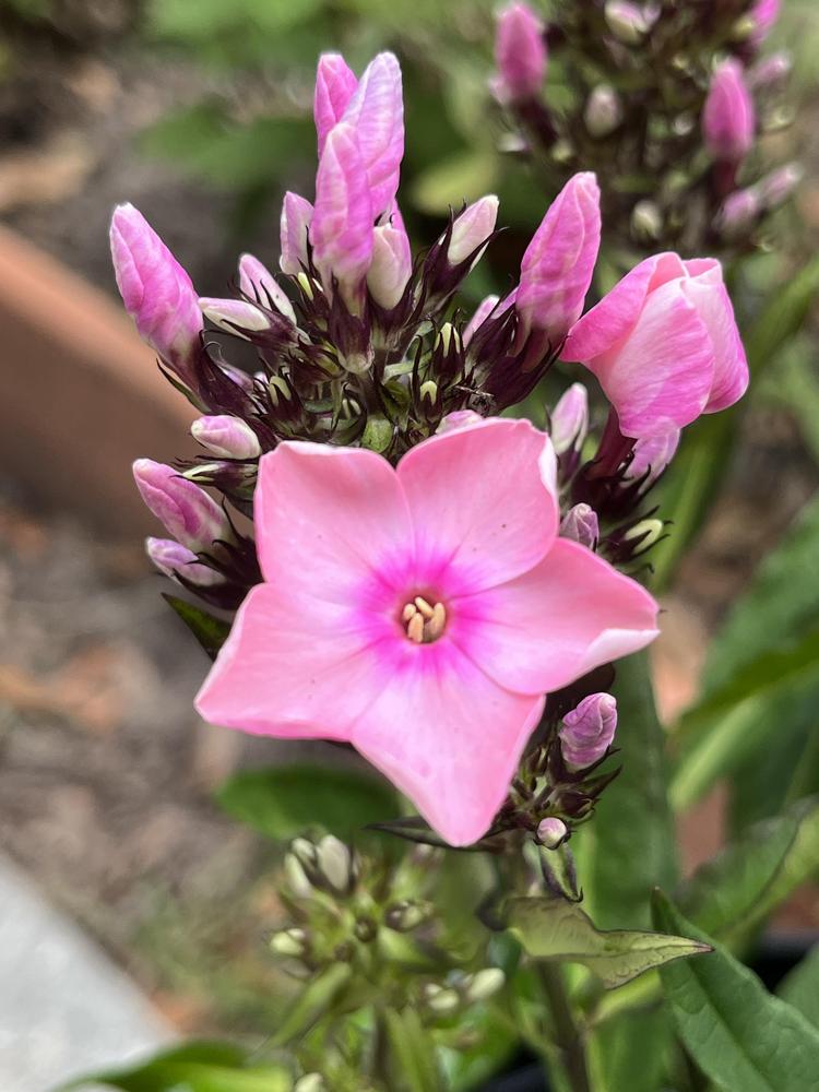 Photo of Phlox (Phlox paniculata 'Queen') uploaded by aikenforflowers