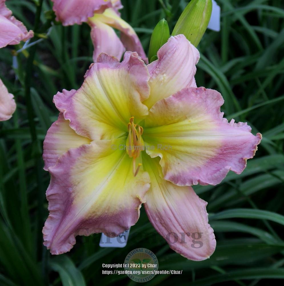 Photo of Daylily (Hemerocallis 'Light Between Oceans') uploaded by Char