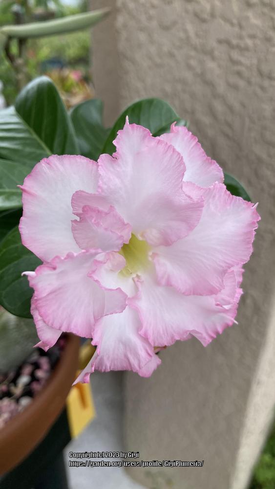 Photo of Desert Rose (Adenium obesum 'Pink Pearl') uploaded by GigiPlumeria