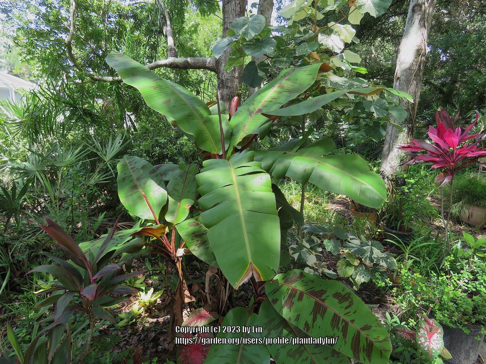 Photo of Blood Banana (Musa acuminata 'Zebrina') uploaded by plantladylin