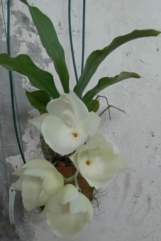 Photo of Orchid (Catasetum pileatum) uploaded by prabhisetty