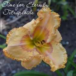 Location: Chateauguay, Quebec, Canada
Date: 2023-07-12
Hemerocallis Time for Eternity (T)