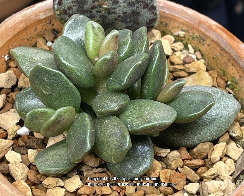 Photo of Adromischus diabolicus uploaded by HamiltonSquare