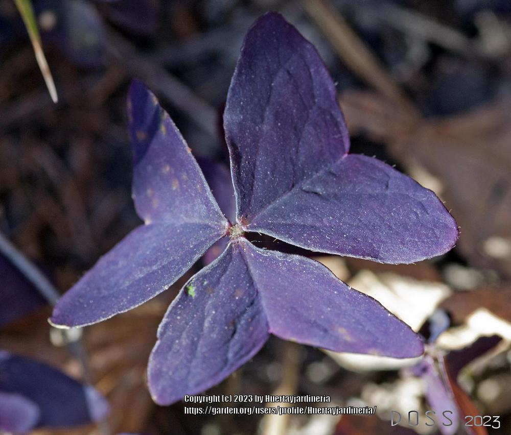 Photo of Purple Shamrock (Oxalis triangularis) uploaded by Huertayjardineria