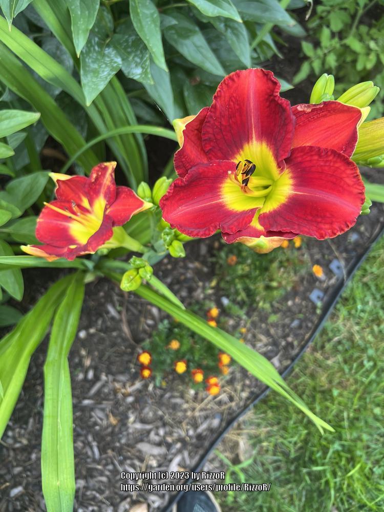 Photo of Daylily (Hemerocallis 'Passion for Red') uploaded by RizzoR