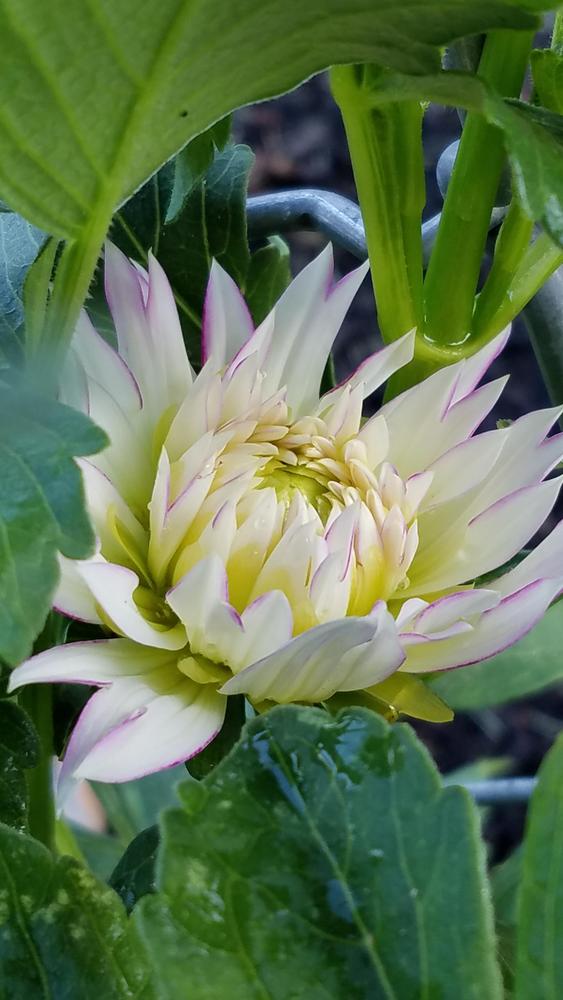 Photo of Dahlia 'Crazy Love' uploaded by RootedInDirt