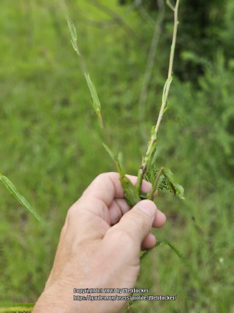 Photo of Grassleaf Lettuce (Lactuca graminifolia) uploaded by WebTucker