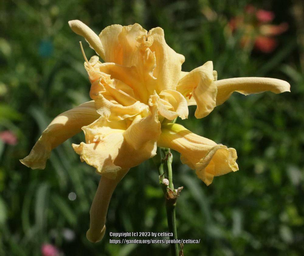 Photo of Daylily (Hemerocallis 'Fluttering Beauty') uploaded by celtica