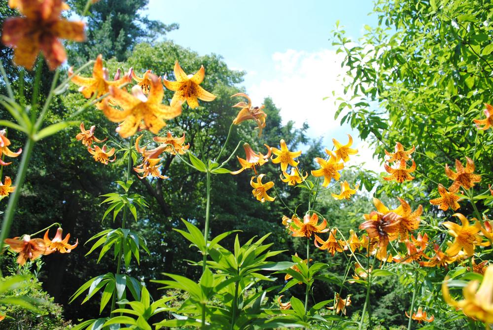 Photo of Lily (Lilium canadense) uploaded by ILPARW