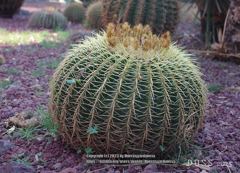 Photo of Golden Barrel Cactus (Kroenleinia grusonii) uploaded by Huertayjardineria