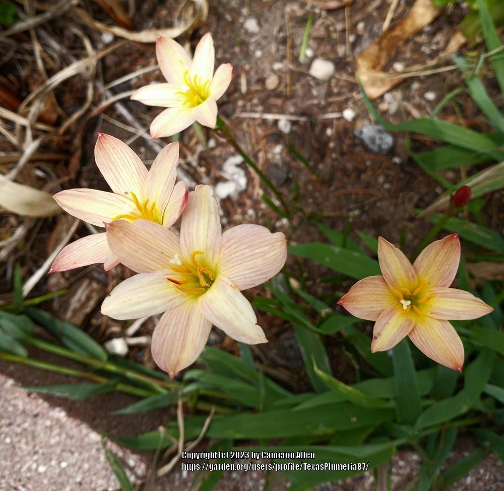 Photo of Rain Lilies (Zephyranthes) uploaded by TexasPlumeria87