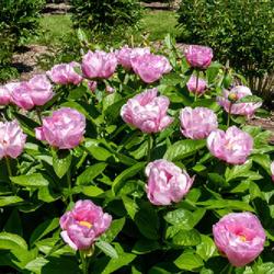 Location: W E Upjohn Peony Garden, Nichols Arboretum, Ann Arbor
Date: 2023-05-25
It smells as good as it looks.