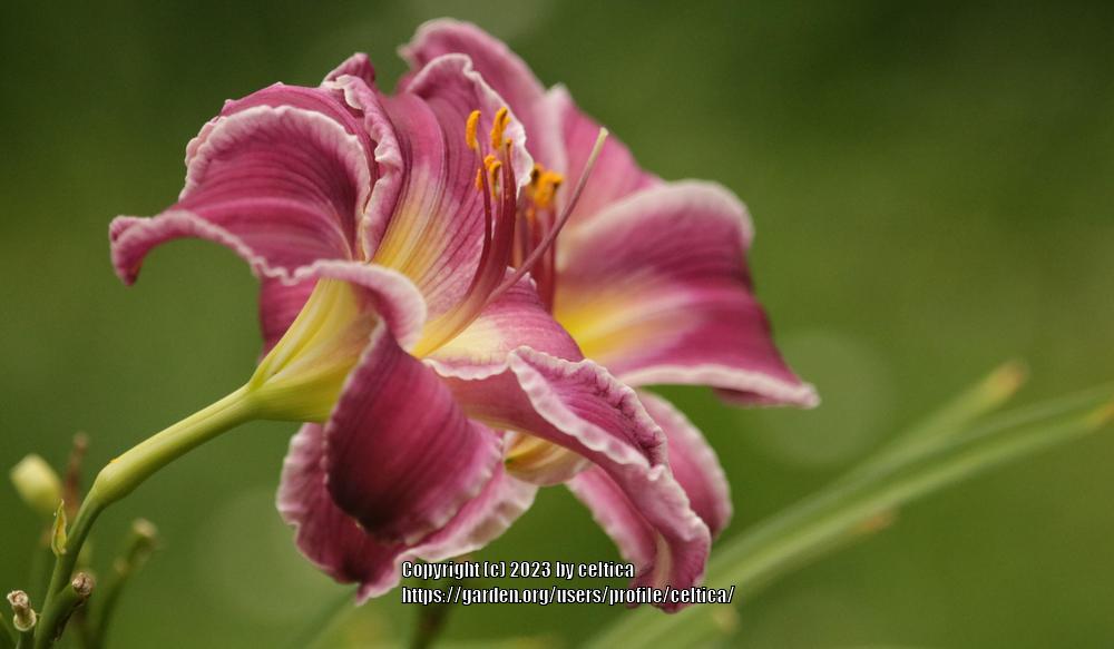 Photo of Daylily (Hemerocallis 'Indian Giver') uploaded by celtica