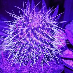 Location: Baja California
Date: 2023-07-14
Spines are fluorescent under UV illumination