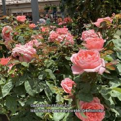 Location: BBS in Tampa, Florida
Date: 2023-07-15
Large peach colored roses.