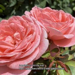 Location: BBS in Tampa, Florida
Date: 2013-07-15
Beautiful peach colored roses.