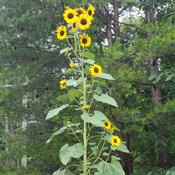 This multi-flower sunflower planted itself in my garden.  It is o