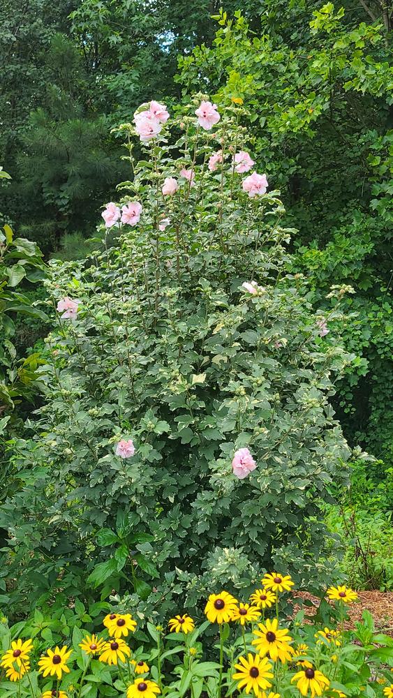 Photo of Rose Of Sharon (Hibiscus syriacus Sugar Tip®) uploaded by LoriMT