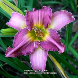 Location: Gwinnett County, GA
Looks like a typical daylily bloom when viewed from head on.