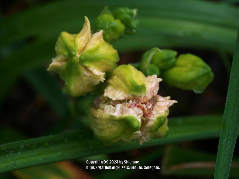 Photo of Daylily (Hemerocallis 'Geneva Sublime') uploaded by Sidegate