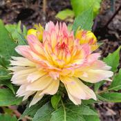 First bloom, new plant, shorter landscaping dahlia