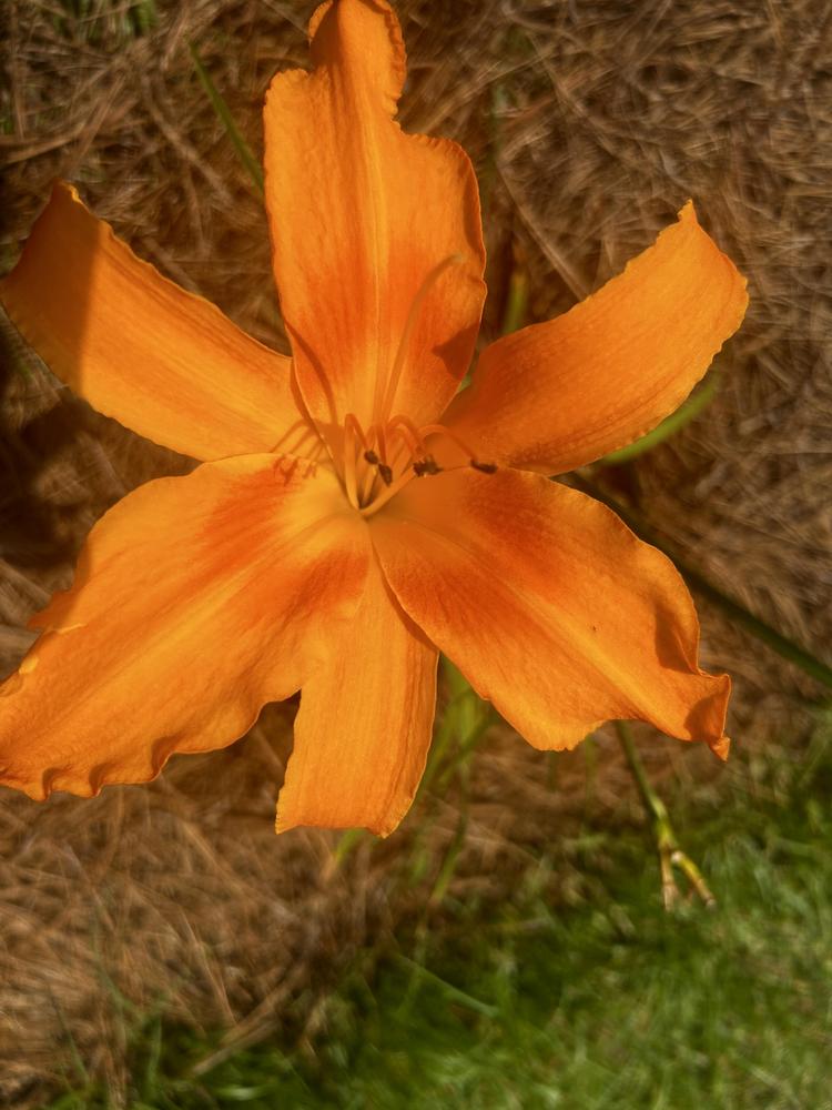 Photo of Daylily (Hemerocallis 'Orange Splash') uploaded by mariemoye