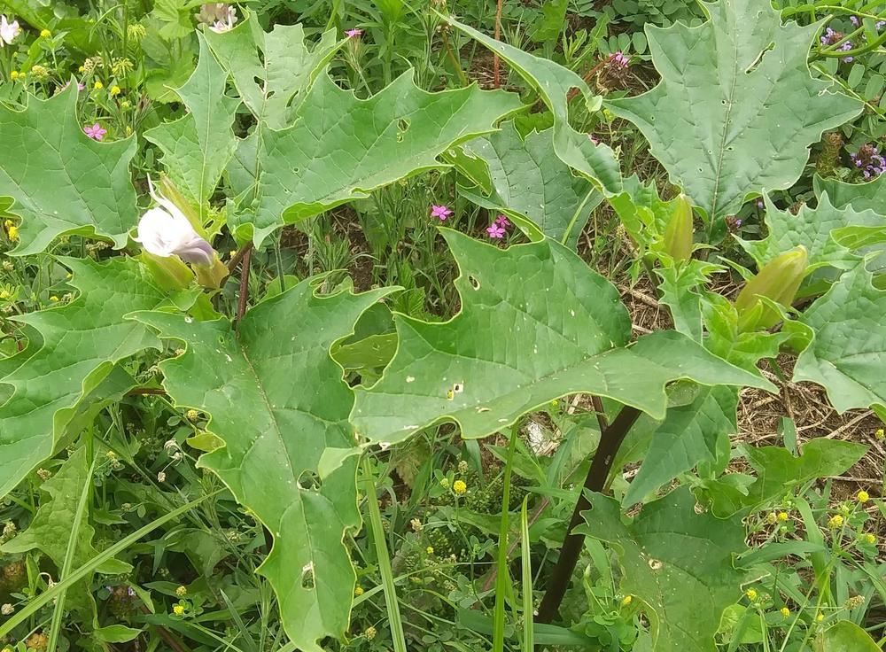 Photo of Jimson Weed (Datura stramonium) uploaded by purpleinopp