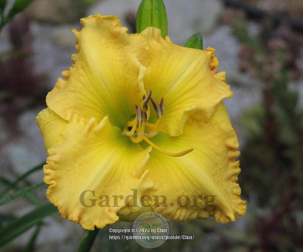 Photo of Daylily (Hemerocallis 'Polly Wolly Doodle') uploaded by Char