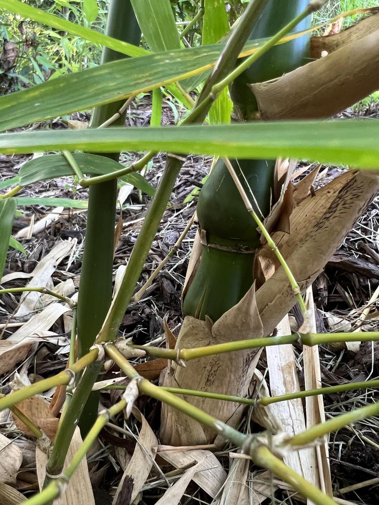 Photo of Dwarf Buddha's Belly Bamboo (Bambusa vulgaris 'Wamin') uploaded by Floridian