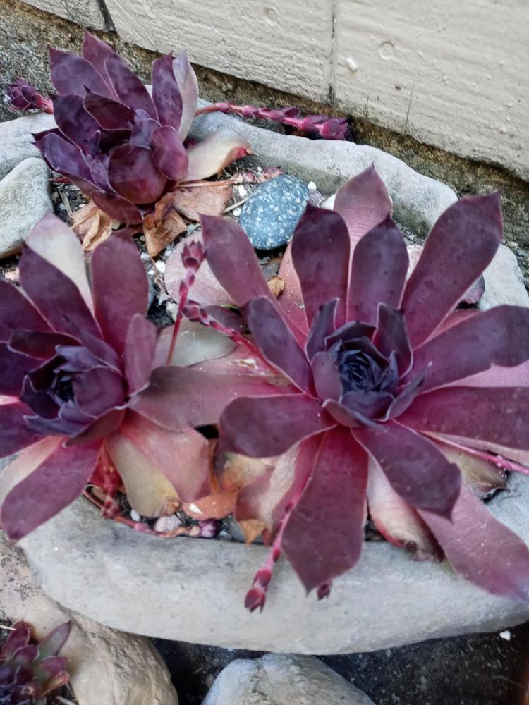 Photo of Hen and Chicks (Sempervivum 'Leopold') uploaded by GentianGrower