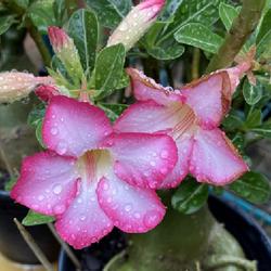 Location: Wilmington, Delaware USA
Date: 2023-07-16
Adenium eyes crying in the rain