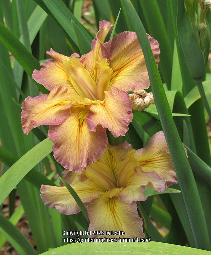 Photo of Louisiana Iris (Iris 'Jean Betzer') uploaded by Lestv