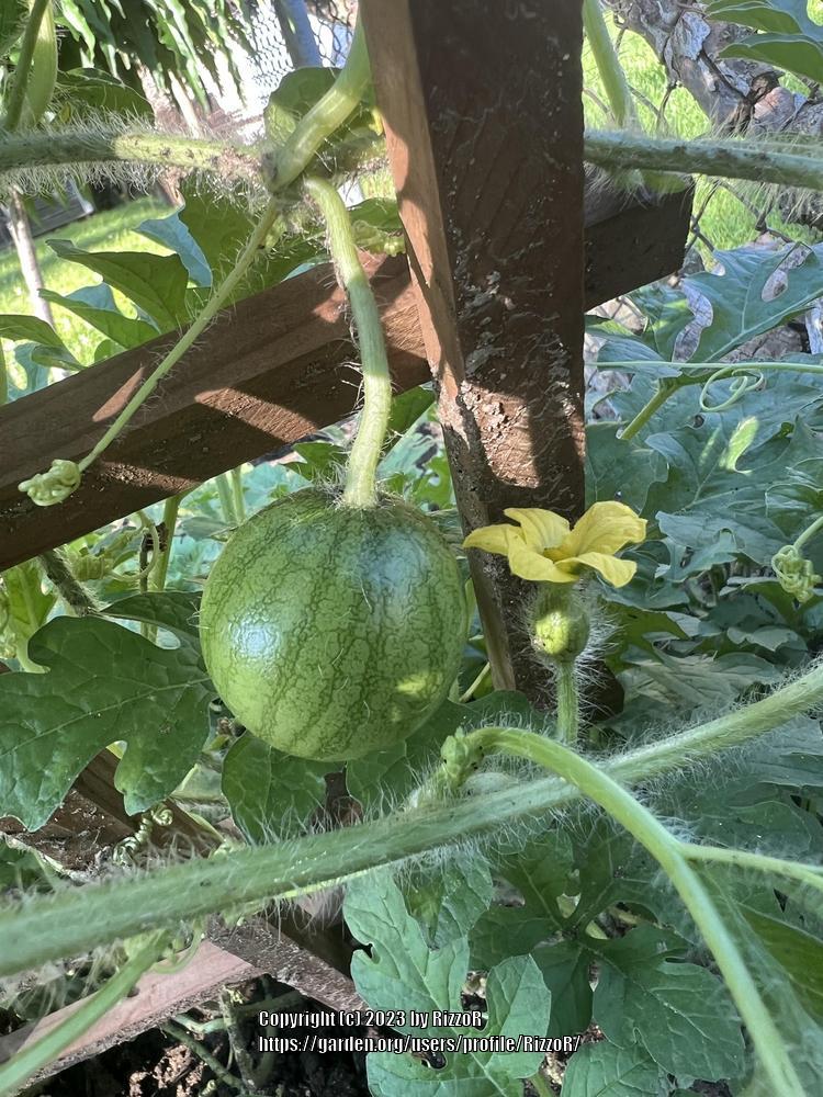 Photo of Watermelon (Citrullus lanatus 'Sugar Baby') uploaded by RizzoR