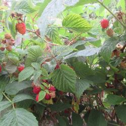 Location: Toronto, Ontario
Date: 2023-07-15
Red Raspberry (Rubus idaeus 'Heritage').