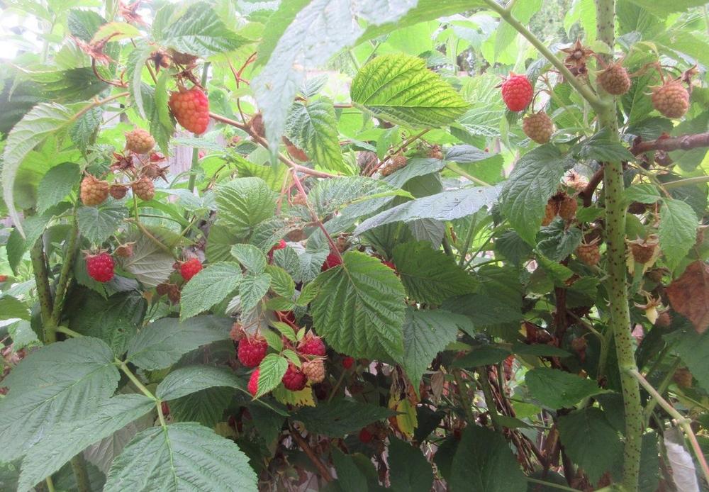 Photo of Red Raspberry (Rubus idaeus 'Heritage') uploaded by janelp_lee