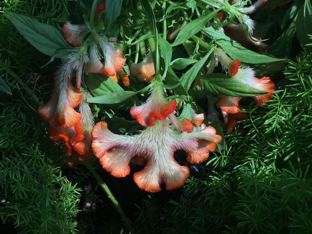 Photo of Cockscomb (Celosia argentea 'Twisted Orange') uploaded by skylark