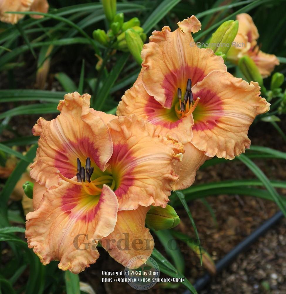 Photo of Daylily (Hemerocallis 'Inner Flame') uploaded by Char