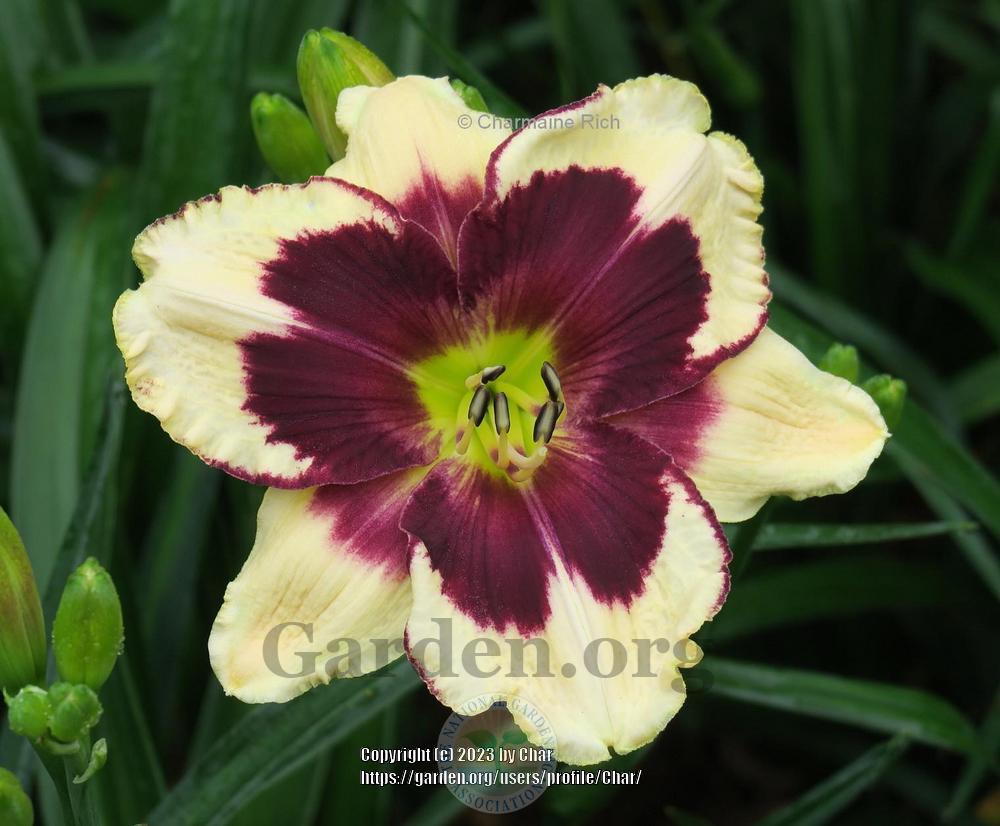 Photo of Daylily (Hemerocallis 'Pawprints Left by You') uploaded by Char
