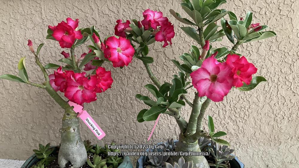 Photo of Desert Rose (Adenium 'Shocking Pink') uploaded by GigiPlumeria