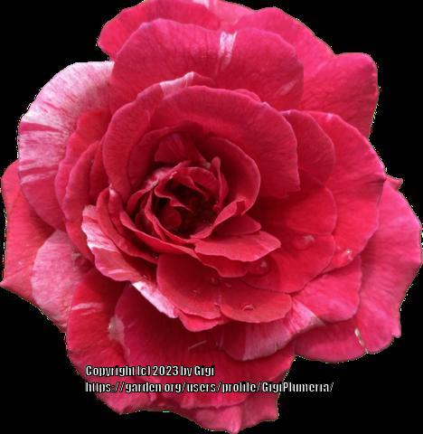 Photo of Rose (Rosa 'Scentimental') uploaded by GigiPlumeria