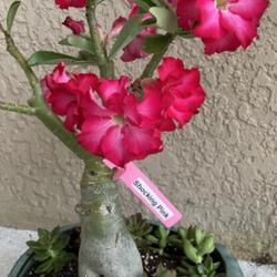 Location: My garden in Tampa, Florida
Date: 2023-07-16
My grafted desert rose.