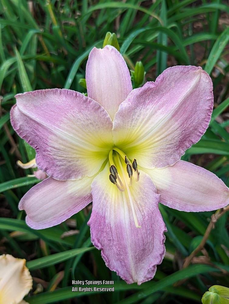 Photo of Daylily (Hemerocallis 'What a Day for a Daydream') uploaded by Hembrain